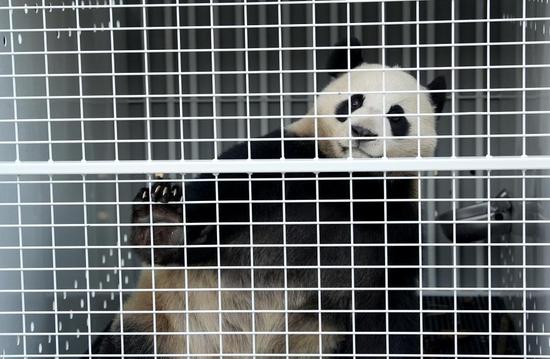 Giant pandas arrive in Australia