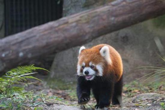 Shanghai, Taipei zoos to jointly seek mates for red pandas