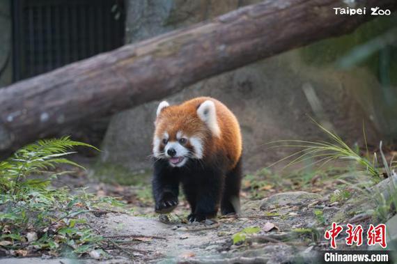 A red panda at the Taipei Zoo. (Photo/the Taipei Zoo)