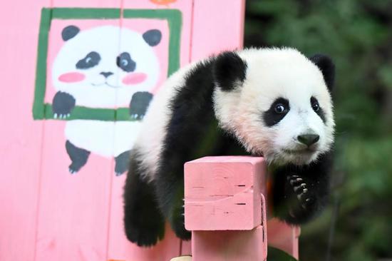 Panda cub turns half year old in Guangzhou