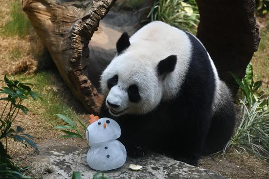 Pandas pair enjoy special treats in Hong Kong