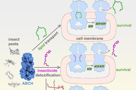 Chinese scientists' major discovery innovating pesticide industry