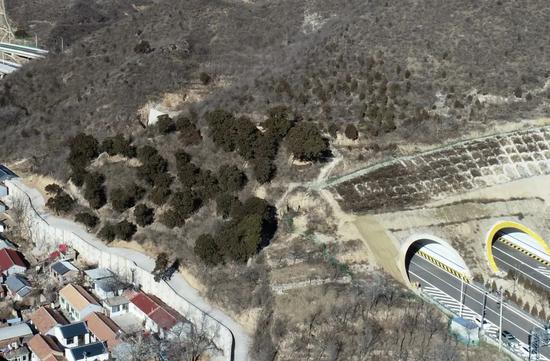 Beijing-Yuxian expressway reroutes to preserve ancient juniper grove.(Photo: Beijing Mentougou official WeChat account)