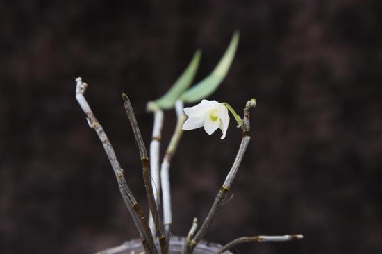 New dendrobiumorchid species found in Sichuan