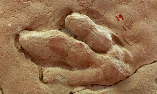 Promotional material about the dinosaur footprints found in Wulan town, Jingyuan county, Northwest China's Gansu Province. (Photo/Courtesy of Xing Lida)