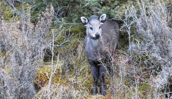 Rare tufted deer spotted in northwest China's Qinghai Province