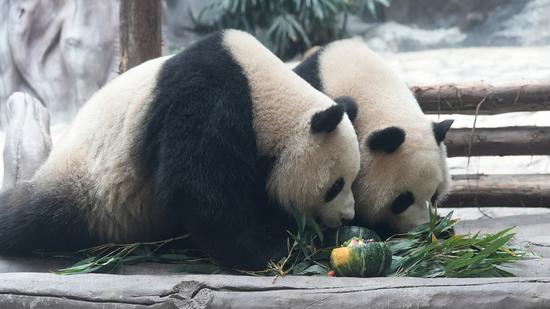 Giant pandas enjoy special feast during Laba Festival in Chongqing