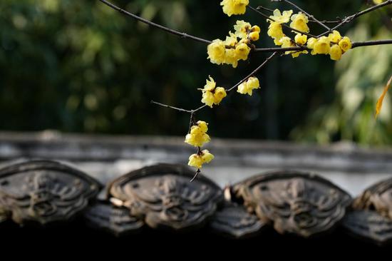 Wax flower draws visits in Chengdu