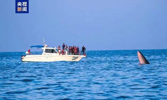 Bryde’s whales around Weizhou Island set a global record with over 70 individuals