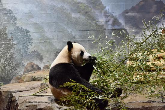 Giant pandas at Smithsonian's National Zoo ready to meet public