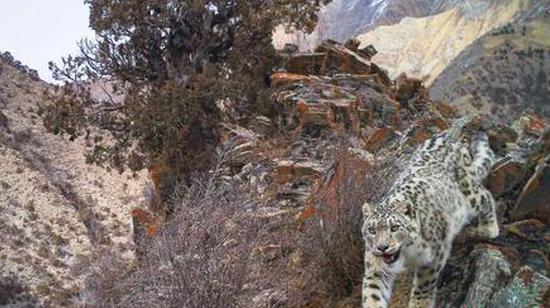 Snow leopard population in China's Qinghai surpasses global estimates