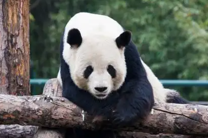 Giant panda Gu Gu passes away at Beijing Zoo