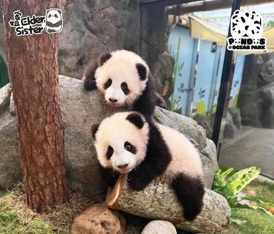 Giant panda twins to make public debut in HK