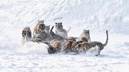 Siberian tigers enjoy snow in NE China