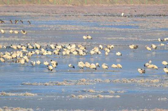 Black-necked cranes wintering in southwest China hit record high