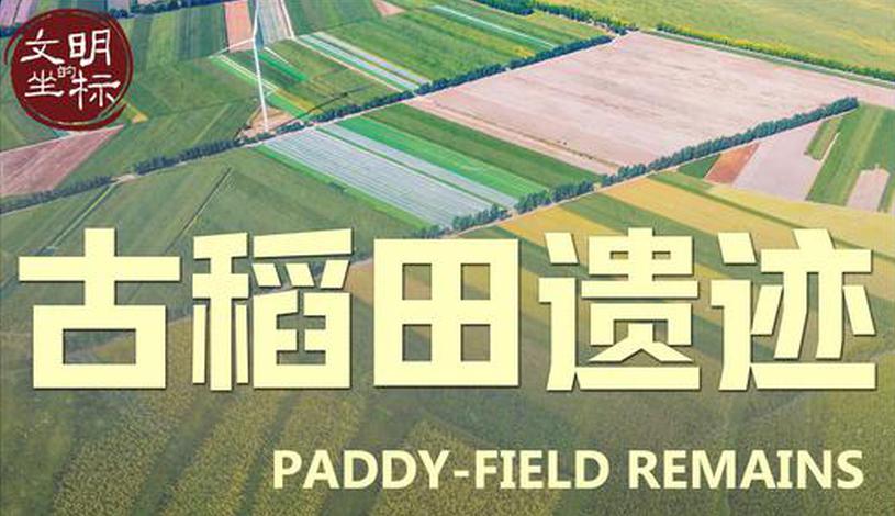 Cradle of Civilization: Paddy-field remains dating back 8,000 years discovered in China