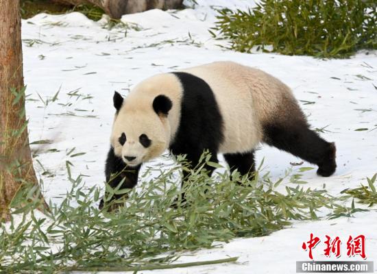 New panda couple makes debut in Washington