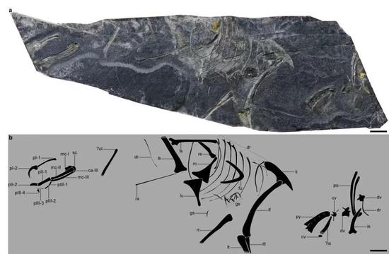 Chinese scientists discover oldest bird fossils, rewrite history of avian evolution