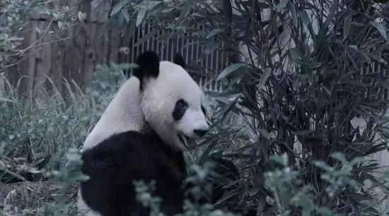 Legendary giant panda Yong Ming dies at 32.5 in Chengdu