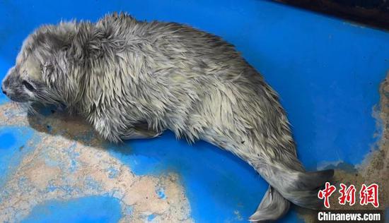 First captive-bred spotted seal born on Qinghai-Xizang Plateau