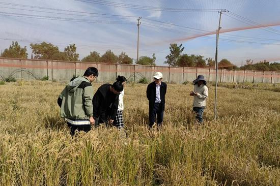 Highly nutritious rice variety developed