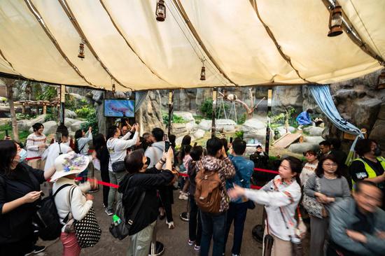 Giant panda twins make debut in Hong Kong