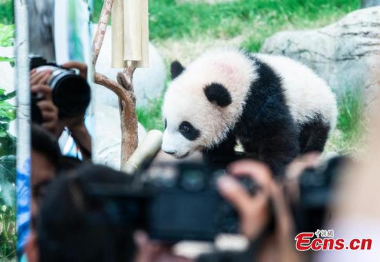 People take photos of giant panda cub “Sailou” (little brother) at Ocean Park in the Hong Kong Special Administrative Region, Feb. 15, 2025. (Photo: China News Service/Hou Yu) People take photos of giant panda cub “Sailou” (little brother) at Ocean Park in the Hong Kong Special Administrative Region, Feb. 15, 2025. (Photo: China News Service/Hou Yu)