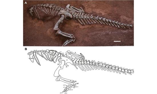 New species of sauropodomorph Xingxiulong dinosaur discovered in Yunnan Province