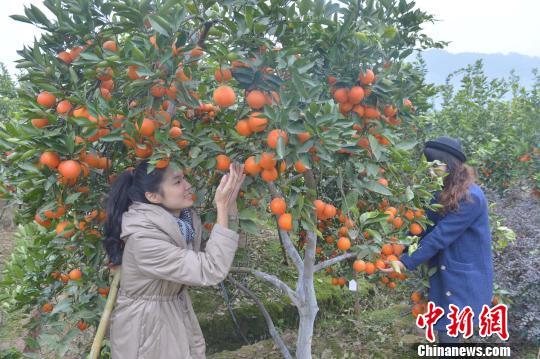 Chongqing citizens pick ripe oranges in orchard on Feb. 14, 2015. (Photo: China News Network/Chen Chao) Chongqing citizens pick ripe oranges in orchard on Feb. 14, 2015. (Photo: China News Network/Chen Chao)