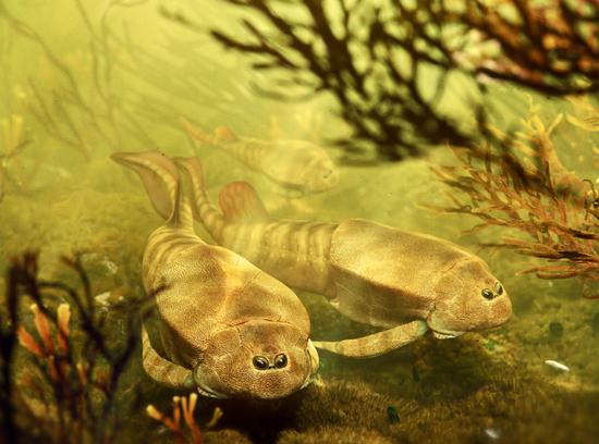 New paleofish species discovered in Yunnan