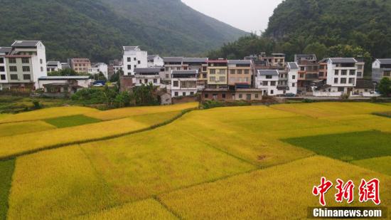 Rice turns golden in the fields of Xincheng County, Laibin City, South China's Guangxi Zhuang Autonomous Region, Oct. 16, 2024. (File photo/China News Service)