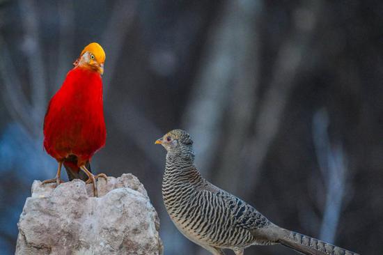 Birds frolic in snow in central China's Hubei