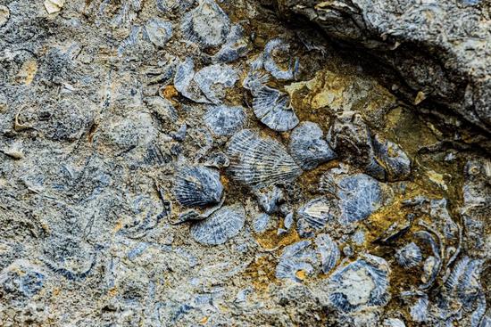 Rich brachiopod fossils dating back 470 million years to the Ordovician period were discovered in Zigui county, Central China's Hubei Province. (Photo/Screenshot from the website)