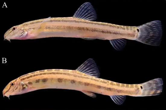 New fish species discovered in Beijing in over 40 years