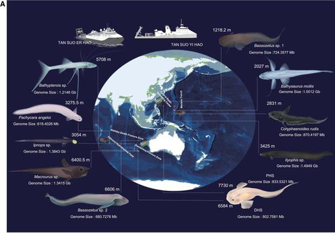Geographical distribution of 11 deep-sea species. (Screenshot of