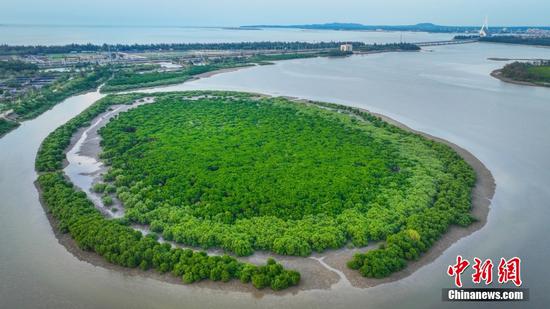 Photo shows the Dongzhai Port Nature Reserve in Hainan. (Photo/China News Service) Photo shows the Dongzhai Port Nature Reserve in Hainan. (Photo/China News Service)