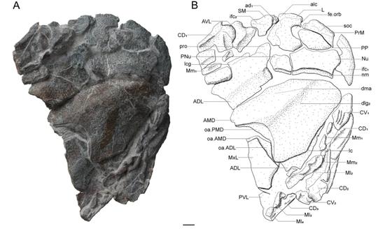 Ancient fish fossil reveals vertebrate evolution from 300 million years ago