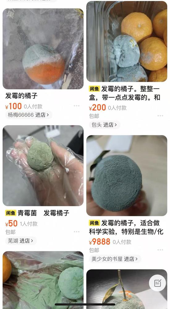 Photo shows moldy oranges. (Screenshot Photo) Photo shows moldy oranges. (Screenshot Photo)