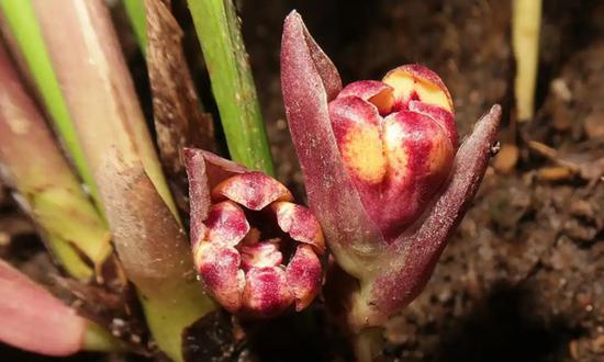 Chinese, Vietnamese botanists jointly discover 6 new Aspidistra species