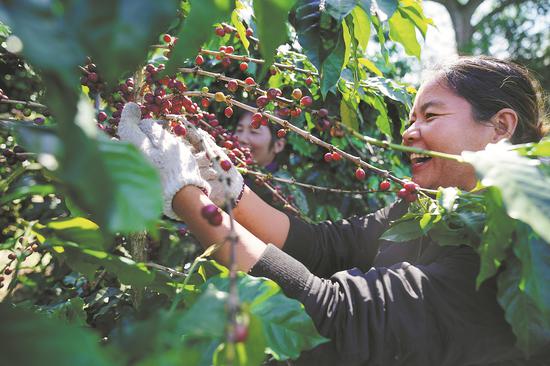 Farmers harvest fresh coffee fruits from the trees in Pu'er, Yunnan province, on Dec 2. (Photo by Liu Ranyang/CHINA NEWS SERVICE)