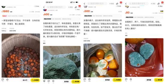 Moldy oranges sold at high prices on Chinese trading platforms