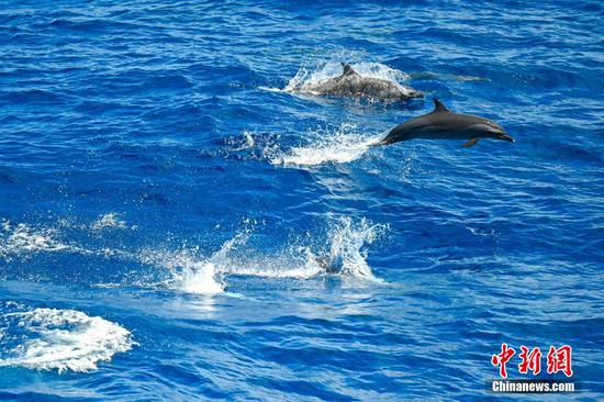 Dolphins swim and play in the waters of the South China Sea on September 25, 2025. (Photo/China News Service) Dolphins swim and play in the waters of the South China Sea on September 25, 2025. (Photo/China News Service)