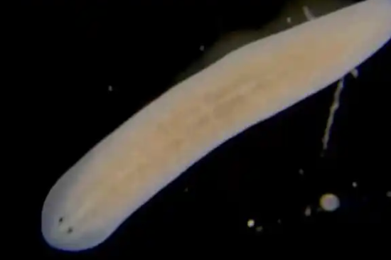 Tiangong researchers to experiment on flatworms
