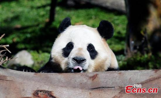 Giant panda Fu Bao plays at outdoor area of the Shenshuping giant panda base in Wolong National Nature Reserve in southwest China's Sichuan Province, March 25, 2025. (Photo: China News Service/An Yuan) Giant panda Fu Bao plays at outdoor area of the Shenshuping giant panda base in Wolong National Nature Reserve in southwest China's Sichuan Province, March 25, 2025. (Photo: China News Service/An Yuan)