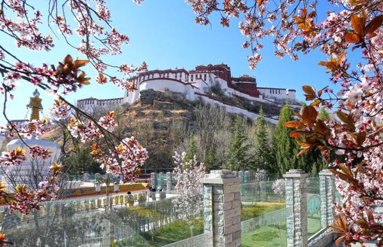 Blooming flowers greet spring in Lhasa