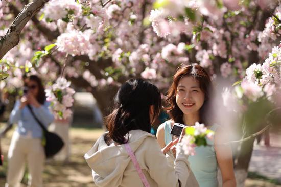 Beijing enters best viewing season of crabapple blossoms