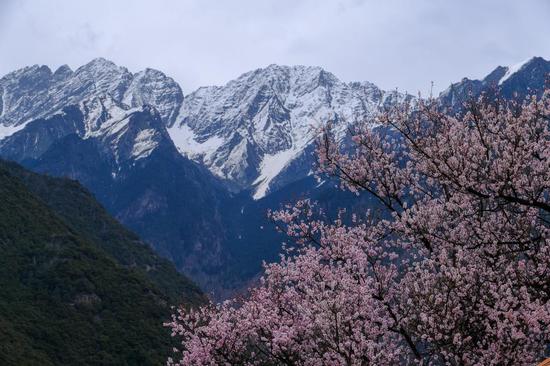 Peach blossoms attract visitor to Xizang