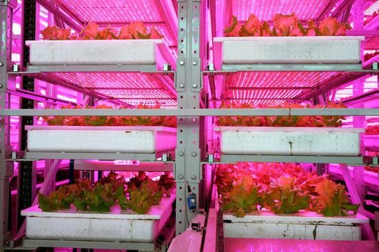 A close look at world's first 20-storey vertical unmanned 'plants factory'