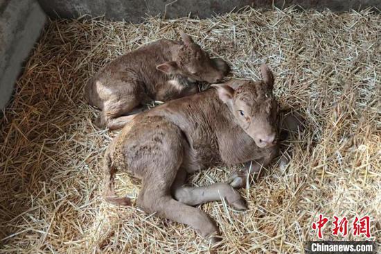 Two Yanbian cattle cloned from somatic cells are born in Bozhou, central China's Anhui Province. (Photo/China News Service)