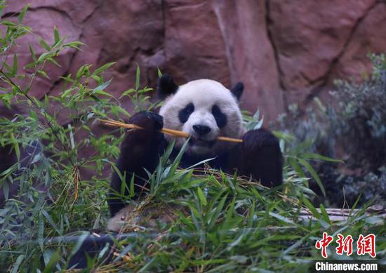 File photo taken on Aug. 8, 2024 shows giant panda Yun Chuan eating bamboo at the San Diego Zoo, Califormina, U.S. (Photo/China News Service)